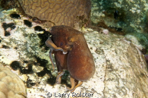 On the move, this little guy played with us for 15 minute... by Larry Polster 
